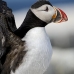 puffin_atlantic_msi_v_0823_can1852.jpg